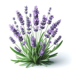Obraz premium lavender isolated on white
