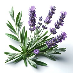 Obraz premium bunch of lavender