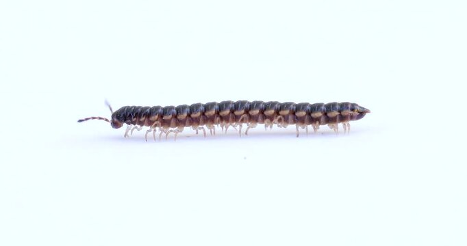 Oxidus gracilis. Brown millipede is crawling on a white surface showing its many legs. Isolated on white background.