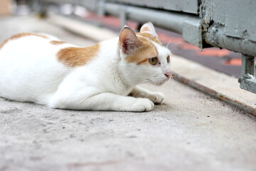 The cat crouch on the floor