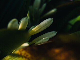 Obraz premium Clivia plant