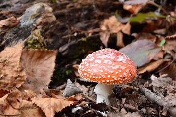 四阿山で見かけたベニンテグダケ