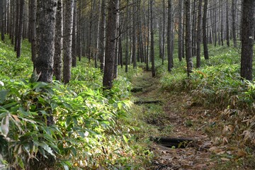 四阿山のカラマツ林