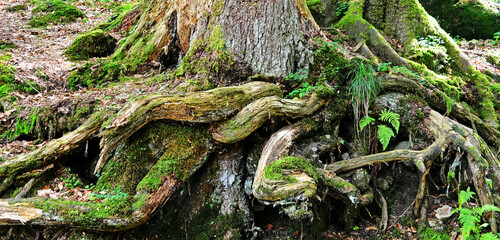 Wandern im Schwarzwald