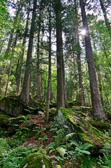 Wandern im Schwarzwald