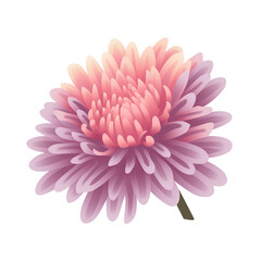 pink dahlia isolated on white