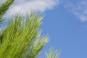 Pine tree, branches with needles, close-up, Spain (copy space)