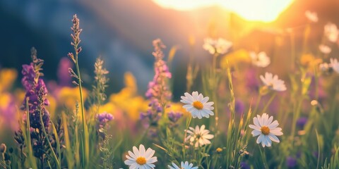 Obraz premium Beautiful field with colorful wild flowers foggy landscape at sunrise or dawn with setting or rising sun in the mountains