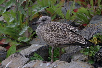 gull chick