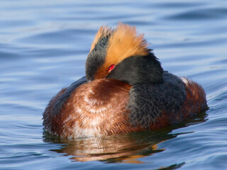 Horned grebe (Podiceps auritus)