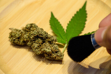 Fototapeta premium Scientist hands holding a brush and brush on cannabis flowers bud and leaves on wooden plate in indoor farm lab. Scientists research CBD and THC oil from marijuana in pharmaceutical industry.