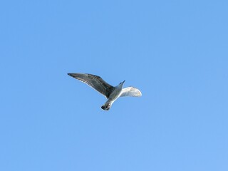 A flying seagull with open wings