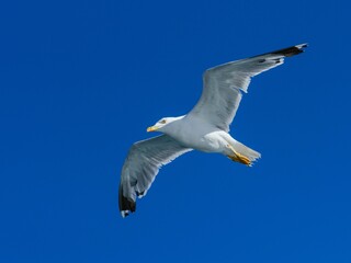 A flying seagull with open wings