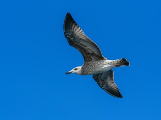 A flying seagull with open wings