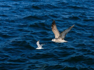 A flying seagull with open wings