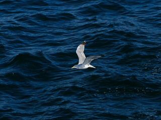 A flying seagull with open wings