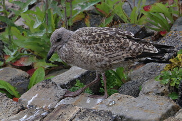 gull chick