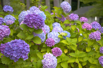 色とりどりの紫陽花