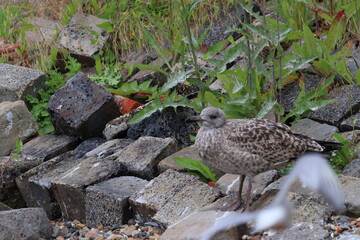 gull chick