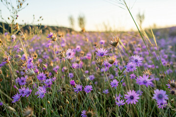 Meadow of purple flowers on Tihany Peninsula in the evening sun.