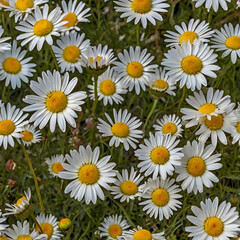 Nature beauty in colors meadow daisy blossom