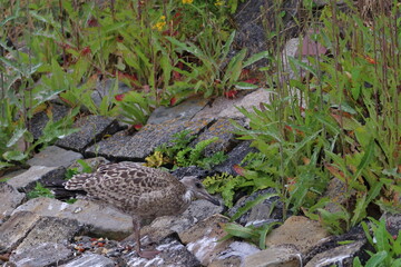 gull chick