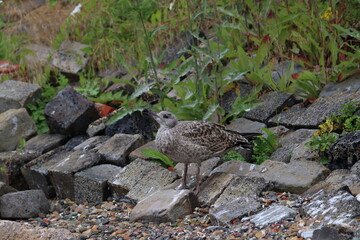 gull chick