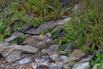 gull chick