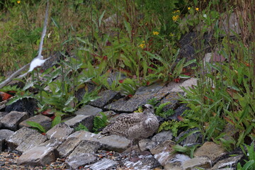 gull chick