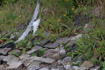 gull chick