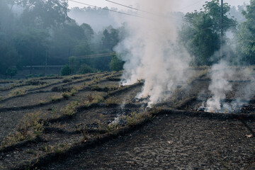 Burning crops in North Thailand Chiang Mai Pollution air quality environment PM 2.5