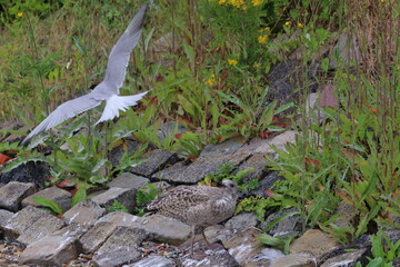 common tern