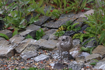 gull chick