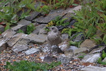 gull chick