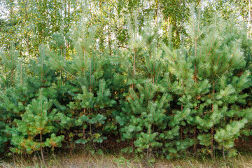 Young pine trees grow in the forest. Pine Christmas trees growing in a nursery near the forest.