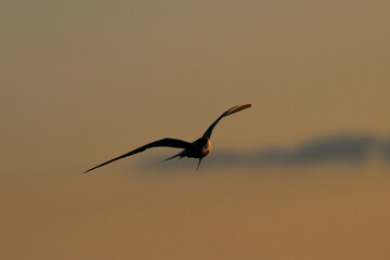 terns