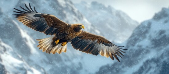 Golden Eagle Soaring Above Snowy Mountains