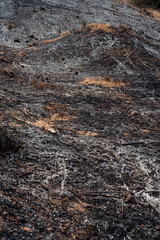 Burning crops in North Thailand Chiang Mai Pollution air quality environment PM 2.5