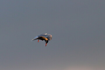 tern colony