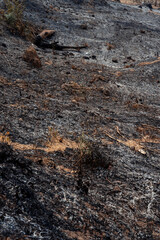 Burning crops in North Thailand Chiang Mai Pollution air quality environment PM 2.5