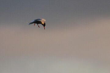 tern colony