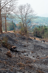 Burning crops in North Thailand Chiang Mai Pollution air quality environment PM 2.5