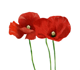 Red Poppy with watercolor and transparent background