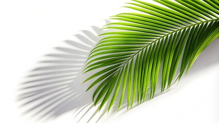 Obraz premium Green Tropical Palm Tree Leaf Isolated On White Background With Coconut Shadow And Copy Space For Design.