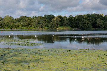 Essen und der Baldeneysee im Ruhrgebiet