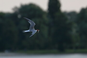 tern colony