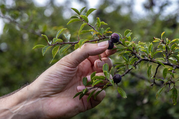 Sloe picking on a late summer's day, with a shallow depth of field