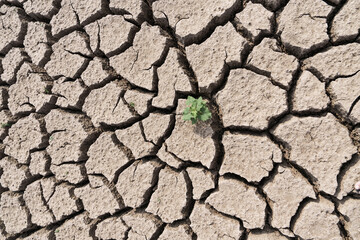 Drought season on a lake showing craqueled mud and a green plant emerging