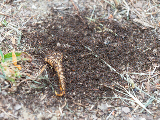 食べ物に群がる小さな蟻の群れ