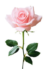 Obraz premium Pink rose flower with green leaves isolated